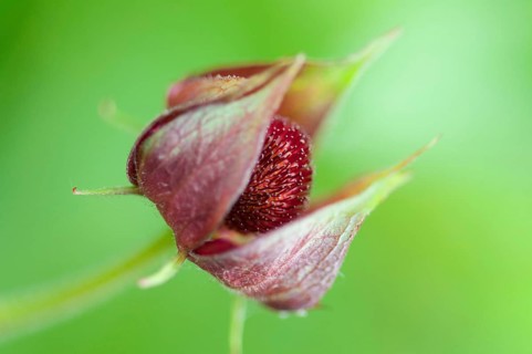 (Potentilla palustris)