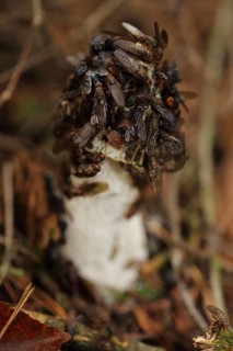 Common Stinkhorn