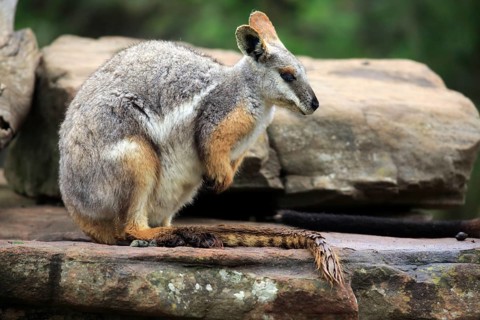 Yellow-footed rock-wallaby