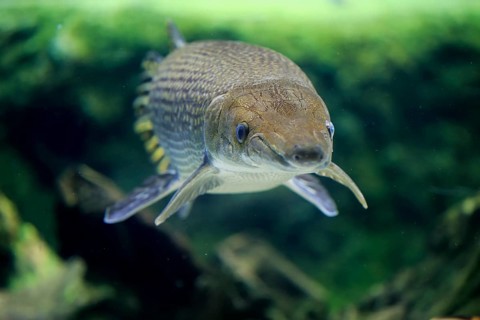 Alligator gar