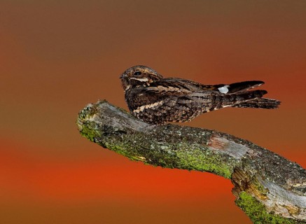 Nightjar