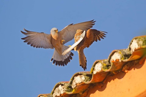 Lesser lesser Common Kestrel