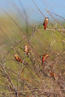 Crimson-rumped Waxbill