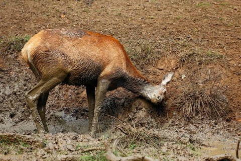 Red Deer