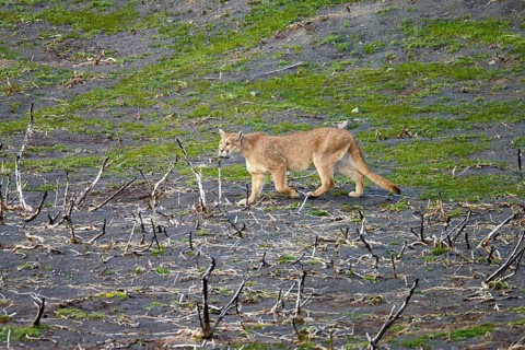 Puma