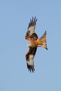 Red Kite