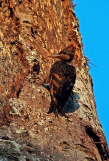 Orange-backed Woodpecker