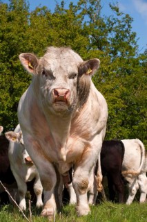 Domestic cattle