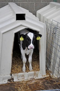 Domestic cattle