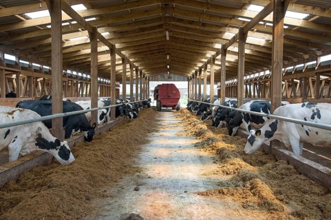 Domestic Cattle