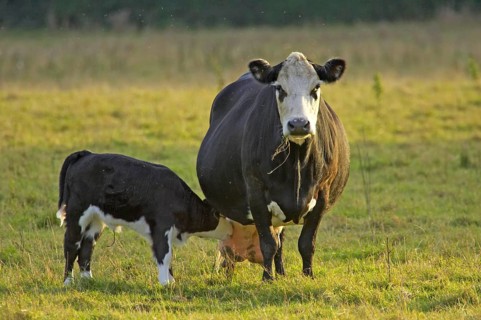 Domestic cattle