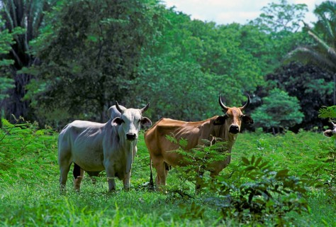Domestic Cattle