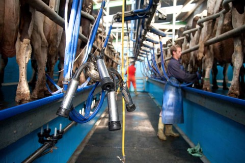 Dairy farming