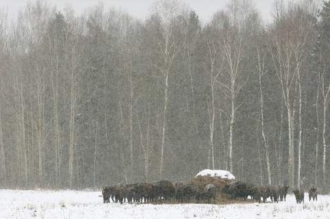 European bison