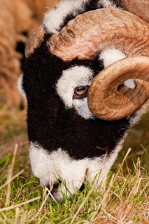 Domestic Sheep