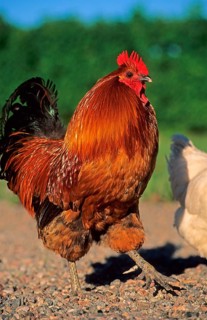 Domestic fowl