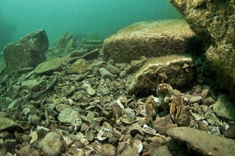 Atlantic Stream Crayfish