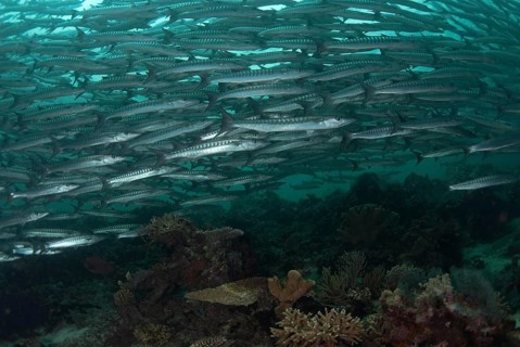 Darkfin Barracuda