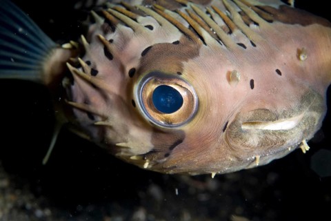 Brown-spotted Porcupinefish
