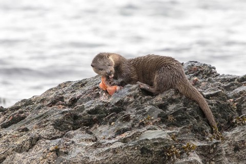 Otter eating lumpsucker fish on a rock at low tide