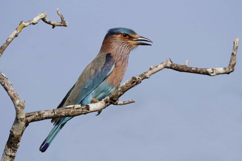 Indian Roller