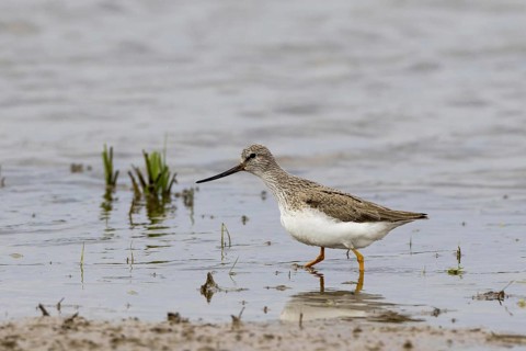 Terek Sandpiper