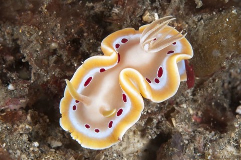 Ardeadoris cruenta