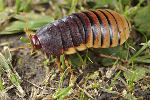 Giant cockroach