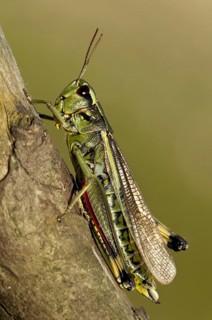 Large marsh grasshoppers