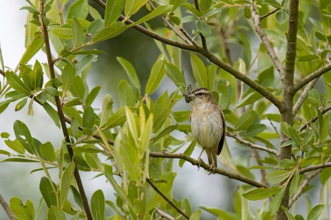 Sedge warbler