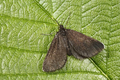 Chimney Sweeper