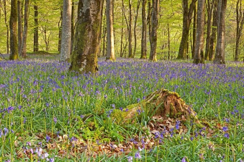 Hyacinthoides non-scripta