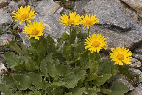 Large-flowered Leopard's Bane