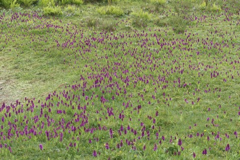 Southern Marsh Orchid