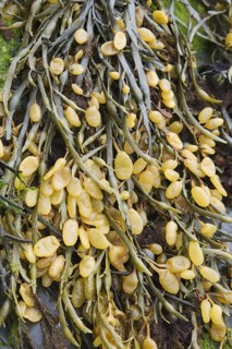 Rockweed