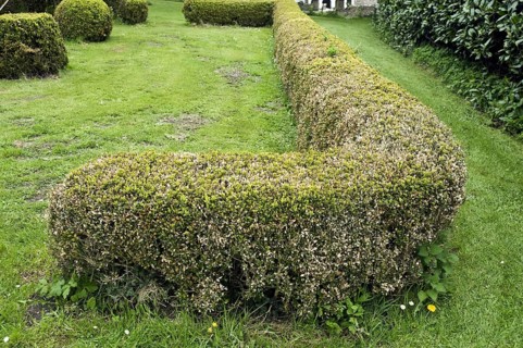 Box blight