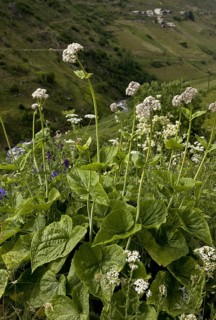 Caucasian Valerian