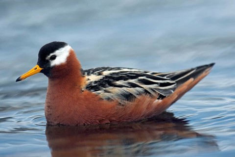 Red phalarope