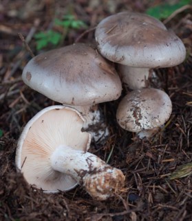 (Lepista nebularis)