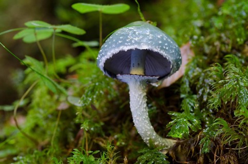 Verdigris agaric