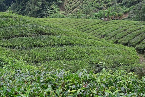 Tea Plantation