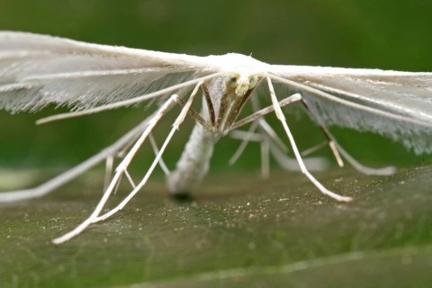 feather ghost