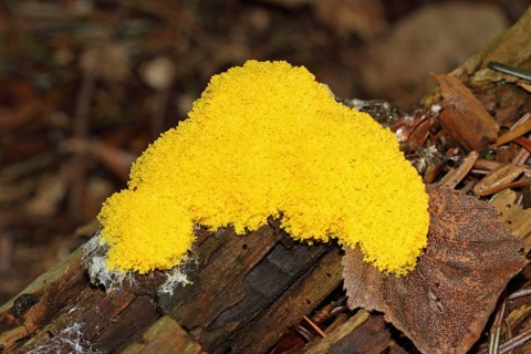 Yellow tan