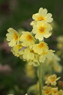 Forest Cowslip