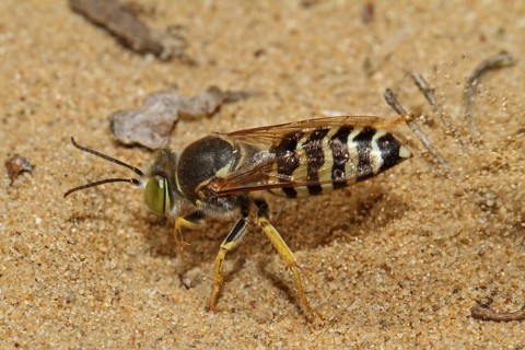 Beaked gyro wasp