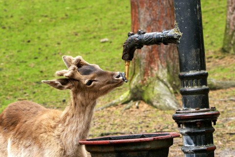 Fallow Deer