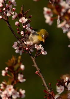 Chestnut-flanked White-eye