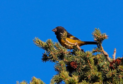 White-winged Grosbeak