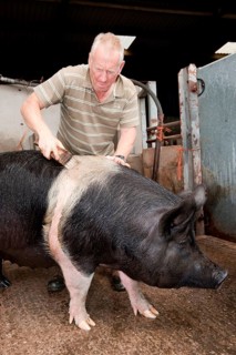 Domestic pig