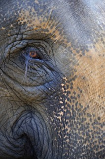 Asian Elephant